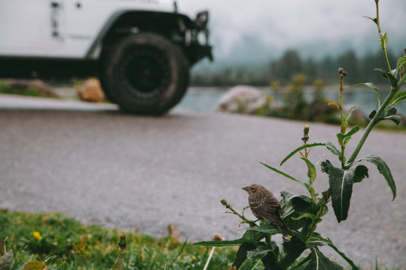 BC Alberta roadtrip 9204 | Overland Lady by Monique Song