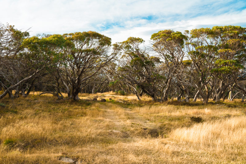 VicHighCountry 27 | Overland Lady by Monique Song