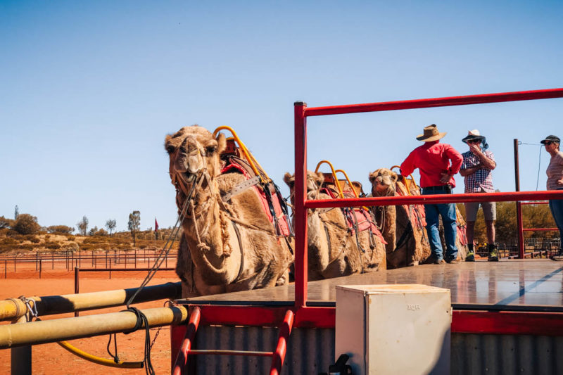  Camel Tour at Uluru