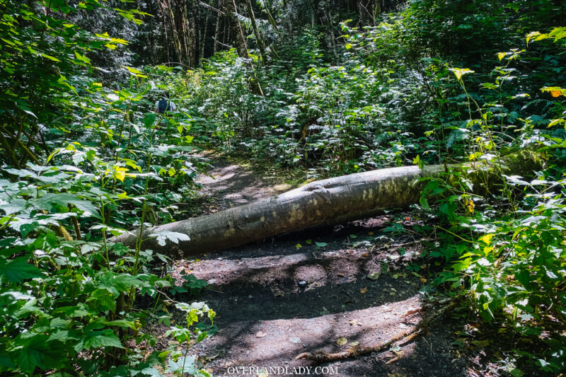 How to get to canso bomber crash site tofino 3 | Overland Lady by Monique Song