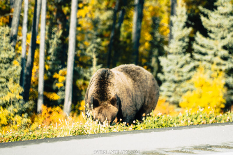 grizzly bear alaska highway 2 | Overland Lady by Monique Song